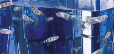 Sistema Acuático de peceras y rack para ZebraFish 